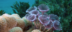 Tube Worm Macro copy 2.png